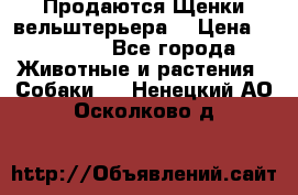 Продаются Щенки вельштерьера  › Цена ­ 27 000 - Все города Животные и растения » Собаки   . Ненецкий АО,Осколково д.